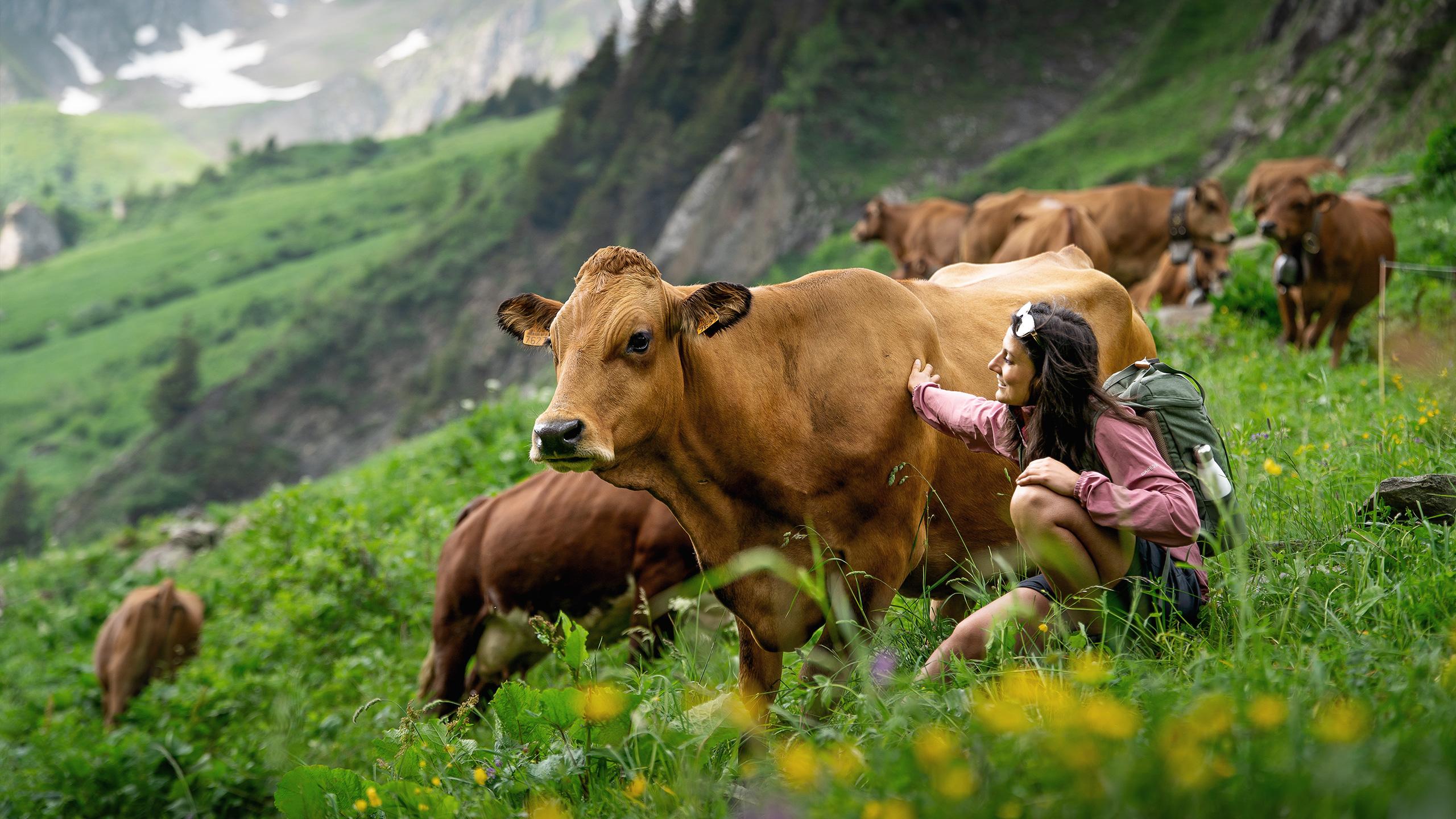 Personne en train de caresser une vache dans un champ