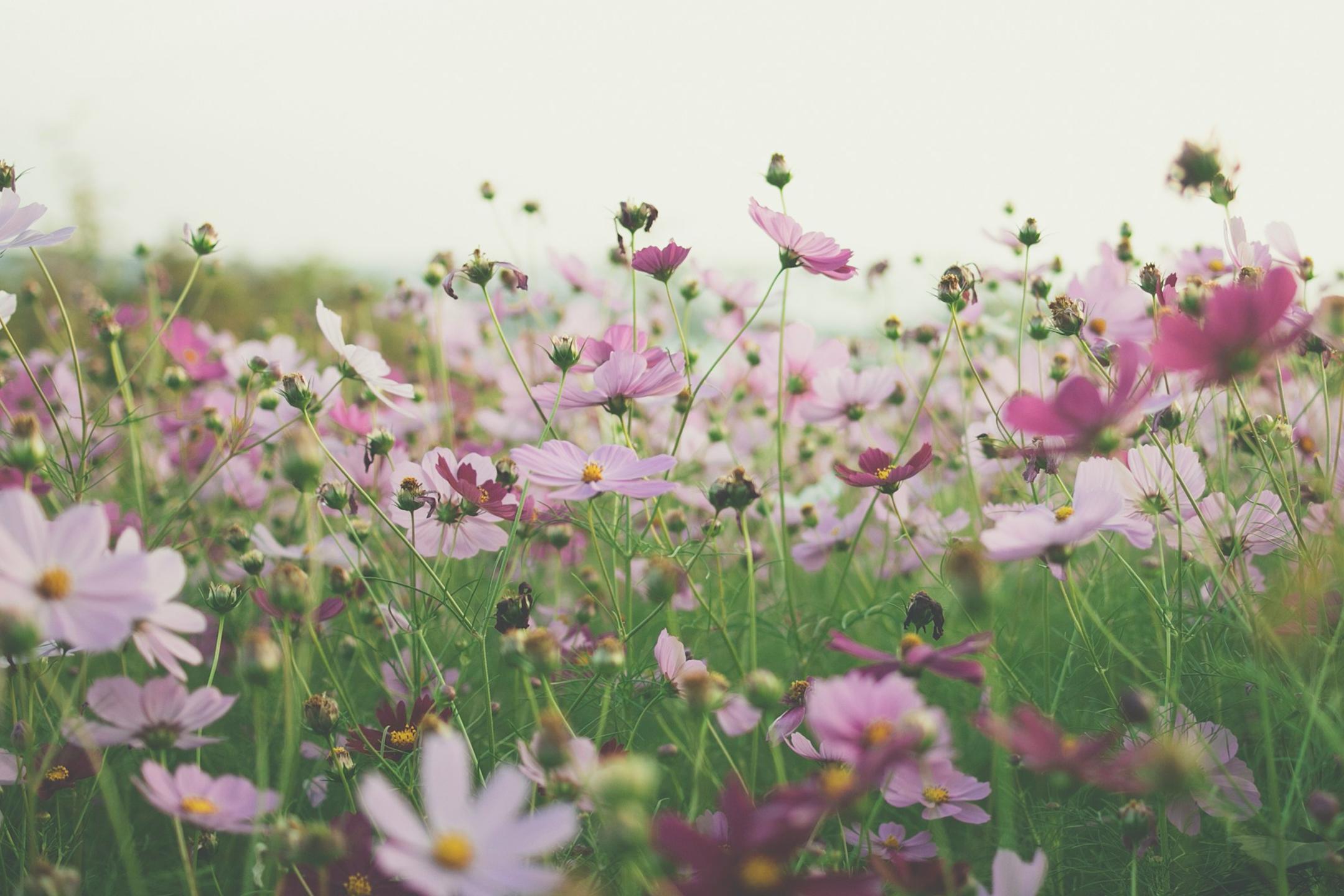 fleurs dans un champ au printemps 