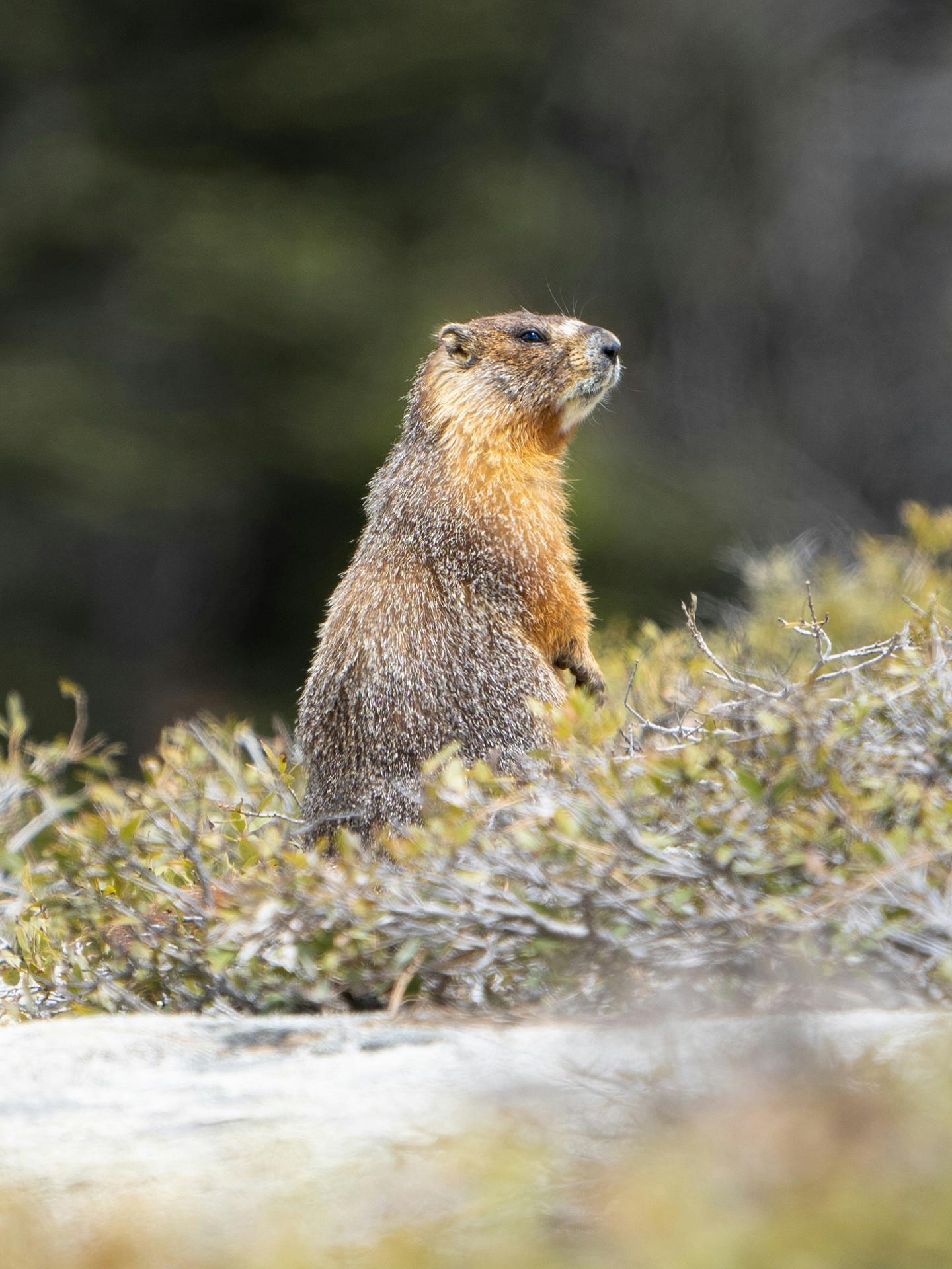 Marmotte 