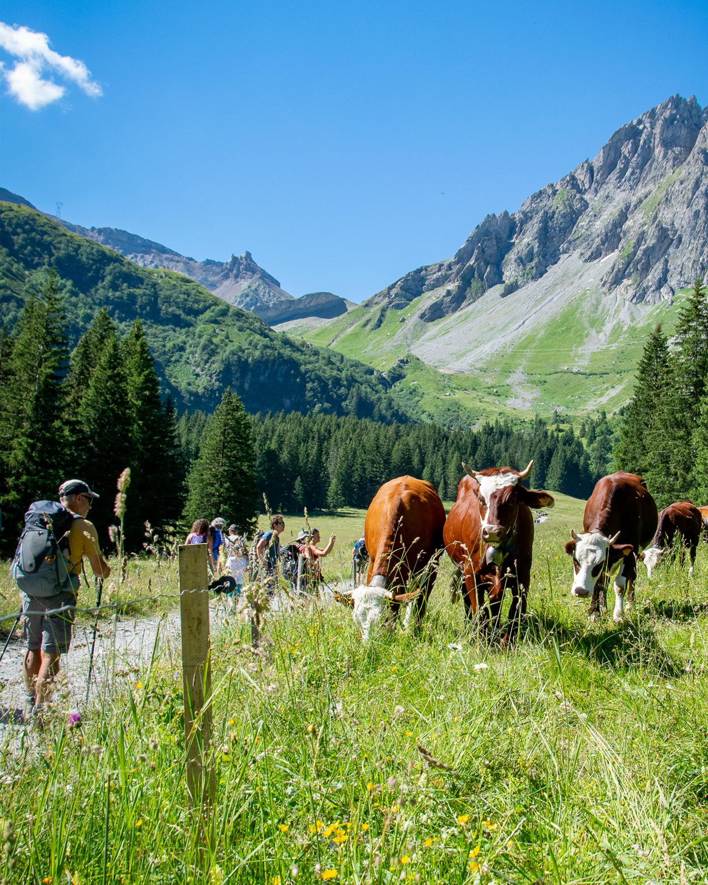 Des randonneurs observent des vaches sur le domaine Contamines-Hauteluce