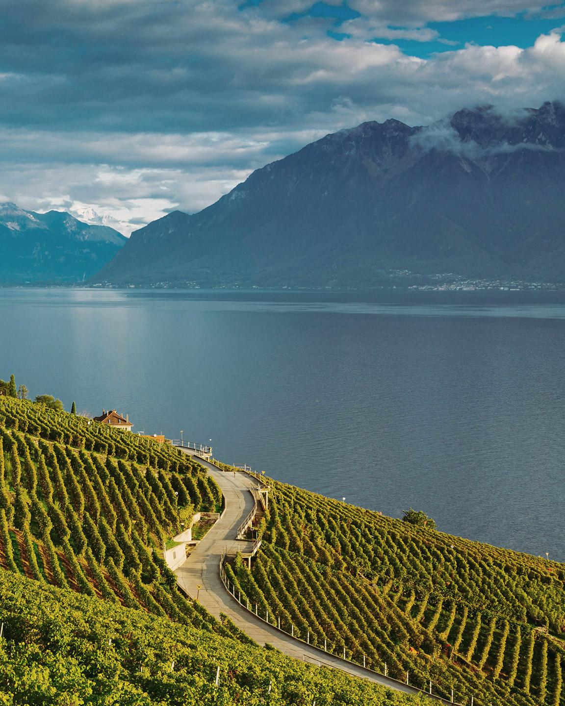 Vue sur les vignes et le lac Léman 